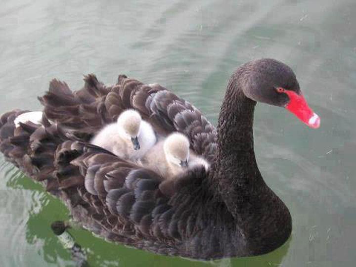 funnywildlife:  Cygnet Metro!! The Black Swan is a large waterbird, a species of