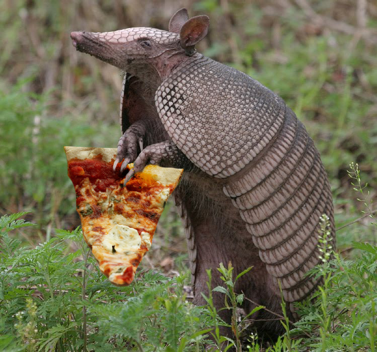 we all eat pizza. on Tumblr: Armadillos eat pizza. They have very poor  eyesight, and use their keen sense of smell to find pizza.