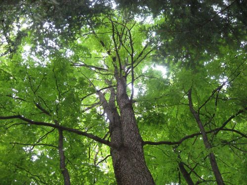 Kentucky coffeetree.