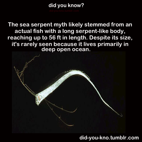 did-you-kno:  Oarfish. Source 