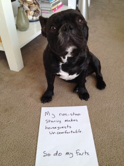 dogshaming:  Seriously.