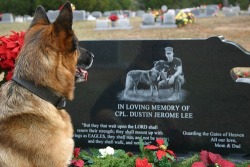 yanitzamarie:  Retired Marine K9 Lex at Graveside