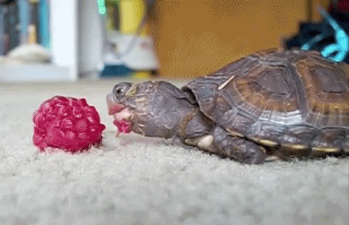 I interrupt the drama on your dash to bring you this turtle