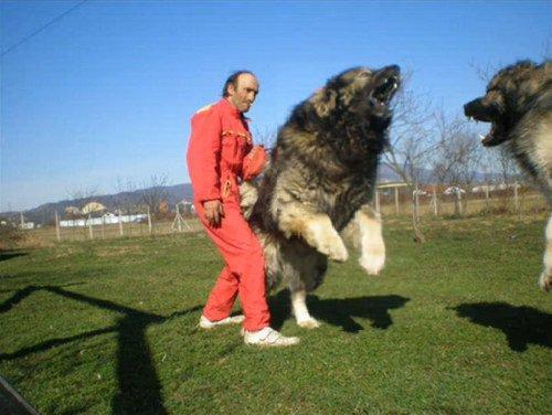 megatronsminion: IN MOTHER RUSSIA, DOGS HUNT BEARS. Caucasian Ovcharka, a dog used to hunt bears. Ru