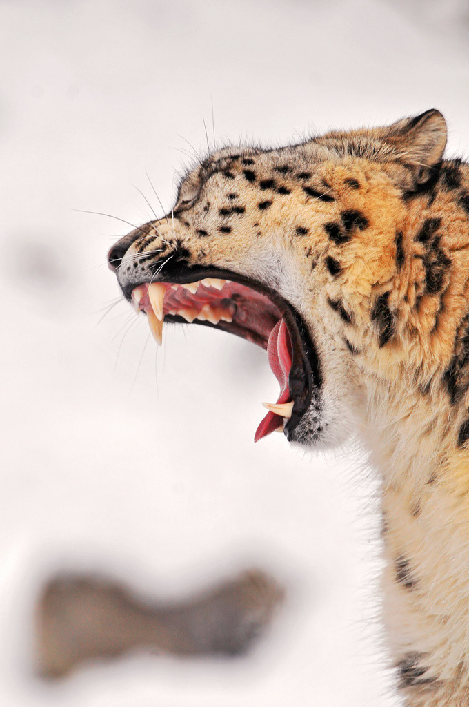 vi-xin:  yawn big