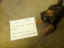 dogshaming:  Party Pooper 
