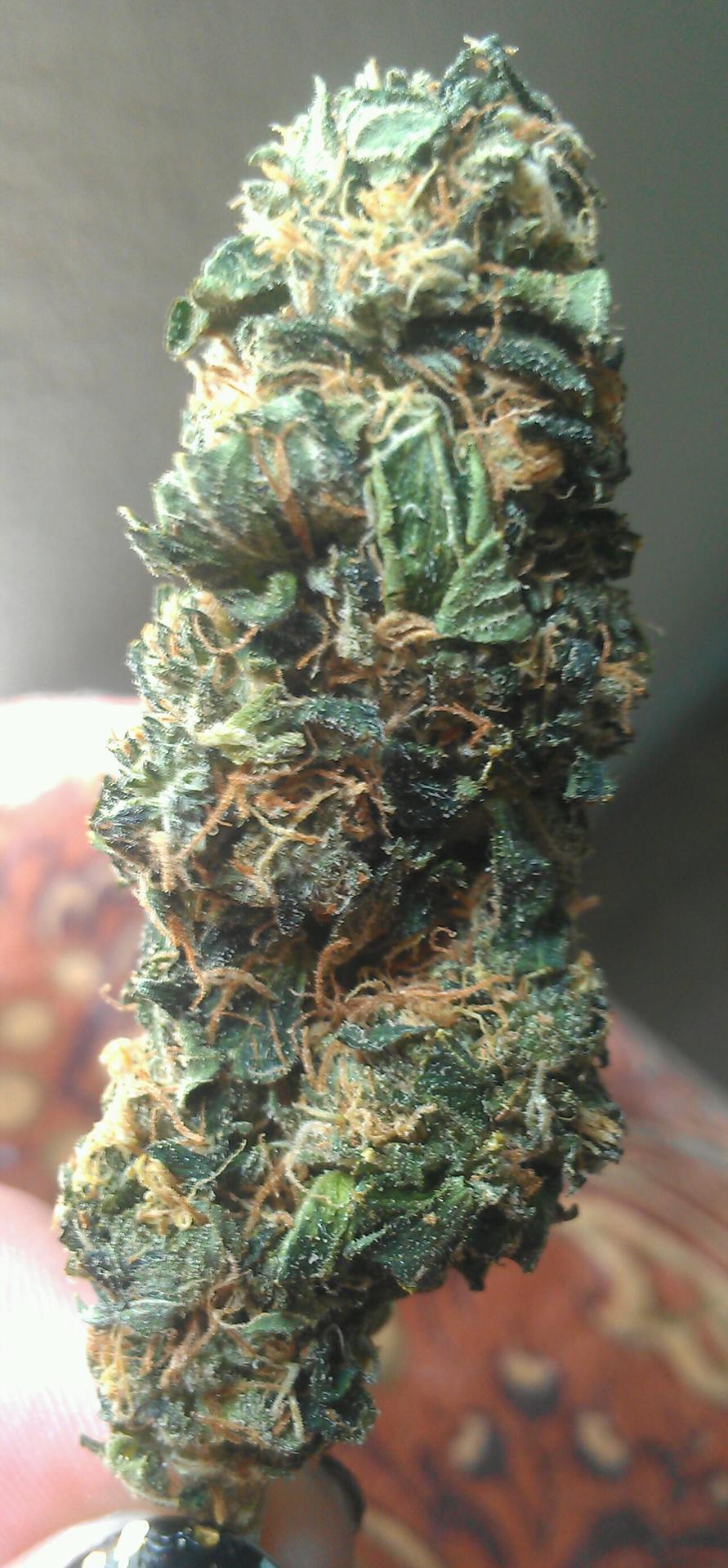 ashinkusher420:  mentalpeace:  ashinkusher420:  I love you, marijuana.  And I love