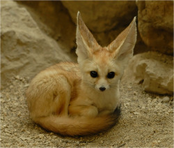 orangeflower08:  “The fennec fox or fennec is a small nocturnal fox found in the Sahara of North Africa. “  baby &lt;333