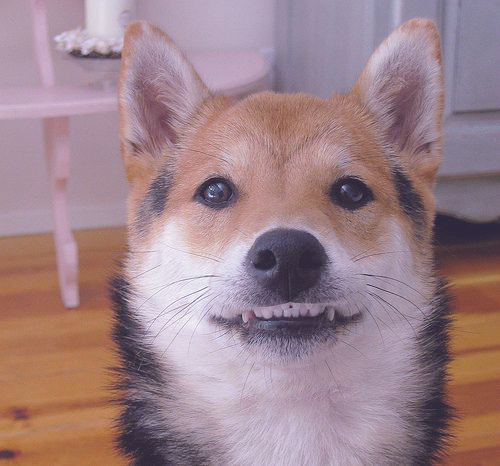 Sex shiba-inus:  soft grunge shiba.png pictures