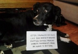 Dogshaming