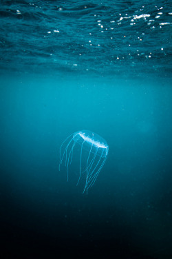 addictedtoprogress:  Jellyfish taken with