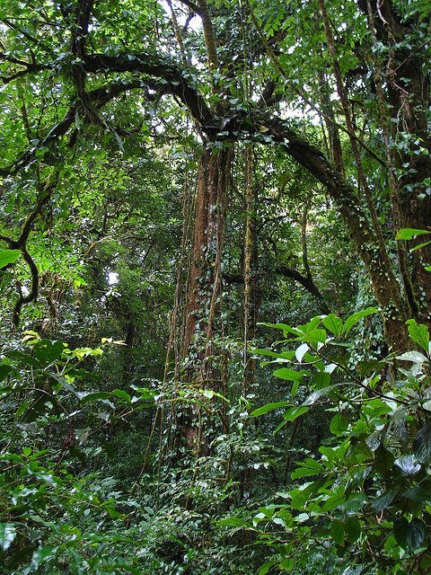 r-espira:  (via imgTumble)  ♡♡ active jungle blog ♡♡