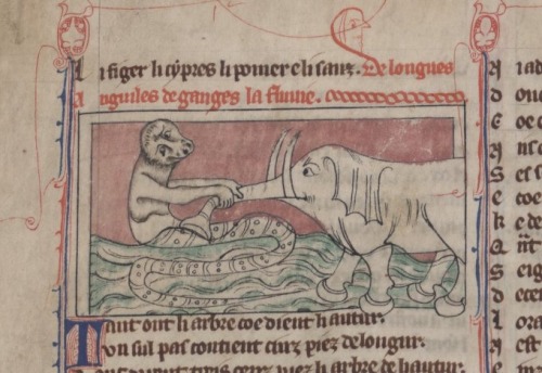 eel of the Gangesde longues anguiles de ganges la fluvieThomas de Kent, Le roman d'Alexandre ou Le r