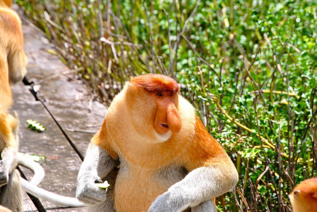 Proboscis Monkey @ Labuk Bay Proboscis Monkey Sanctuary