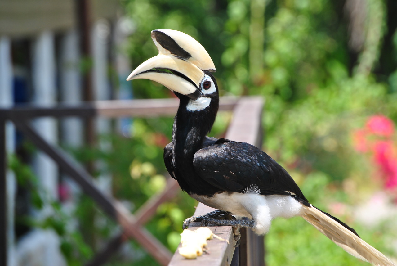 Hornbill @ Labuk Bay Proboscis Monkey Sanctuary, Borneo