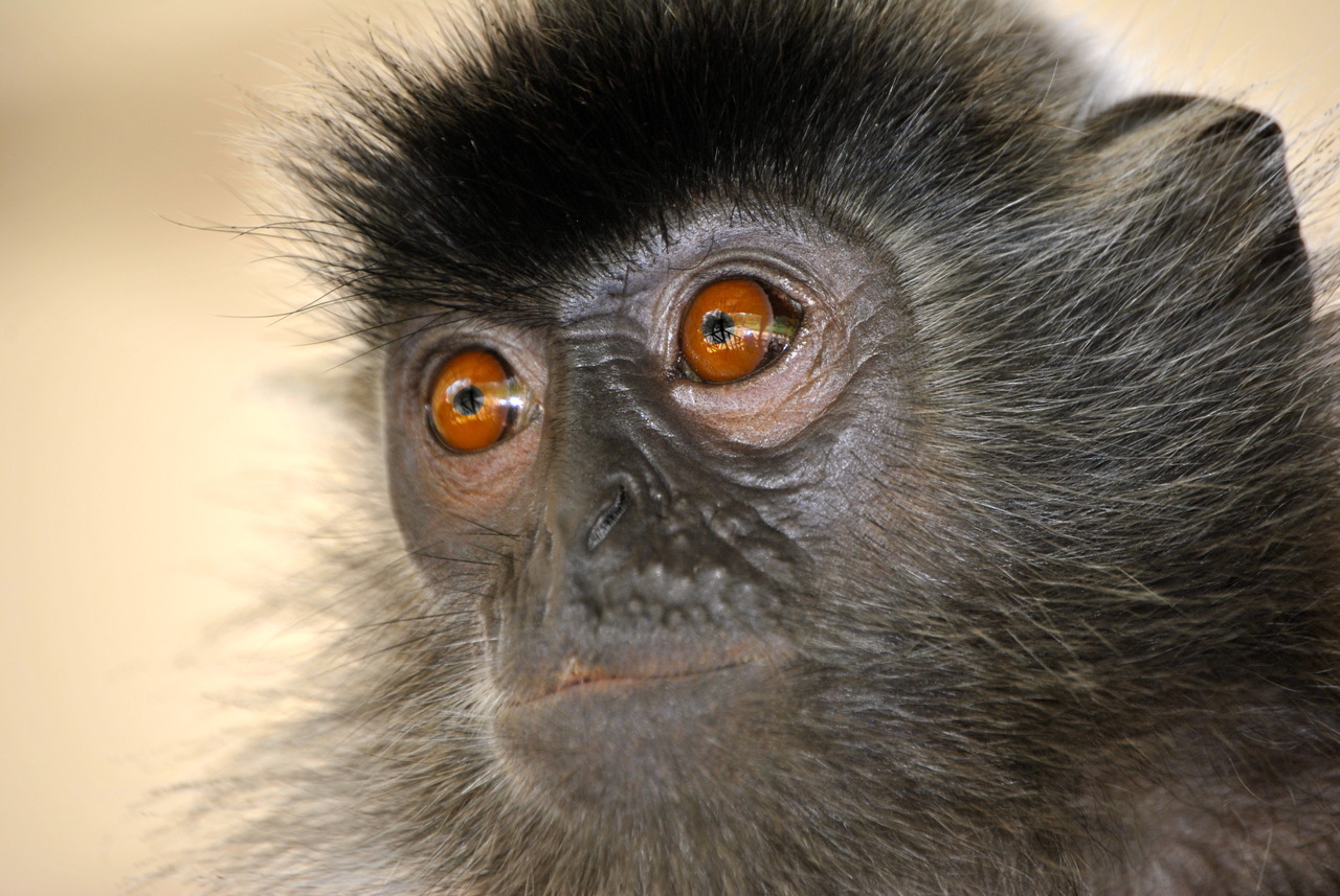Silver Langur @ Labuk Bay Proboscis Monkey Sanctuary, Borneo