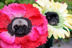 cra-yola:  owale:  wtfswerve:  OMYGOD PERFECT  I thought this was photoshopped but no it’s not, ;-; it’s too cute haha  i love pugs so much if i ever own one her name will be petra 