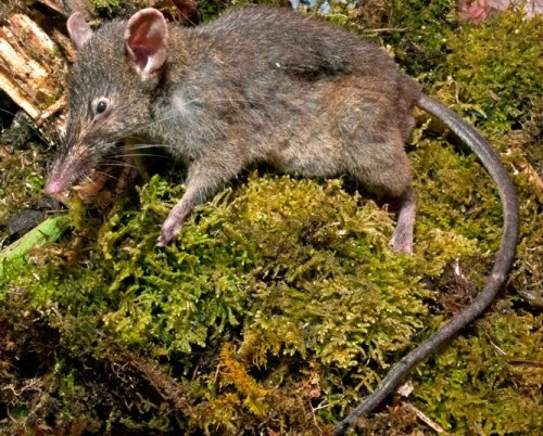 This is a newly discovered ‘toothless’ rat Paucidentomys vermidax, found in remote rainforest on the Indonesian island of Sulawesi, which represents a new step in rodent evolution
Picture: Kevin Rowe/PA