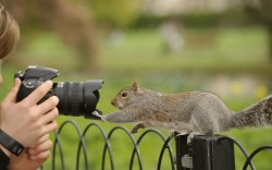 theanimalblog:  Young man photographing Grey Squirrel (Sciurus carolinensis) on fence in parkland, Regent’s Park, London Picture: Terry Whittaker/2020VISION / Rex Features 