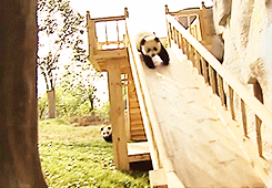  Cute pandas on a slide [x] 