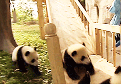  Cute pandas on a slide [x] 