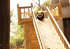  Cute pandas on a slide [x] 