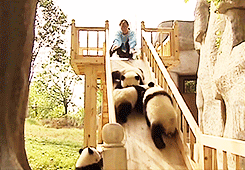  Cute pandas on a slide [x] 