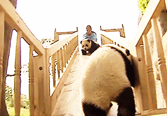  Cute pandas on a slide [x] 