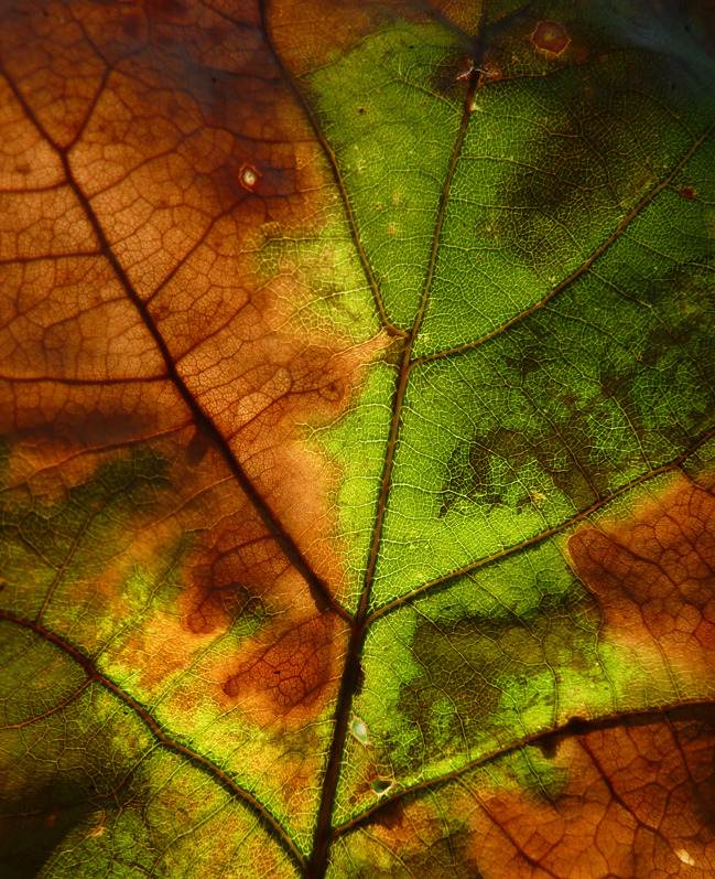 awtumnleafs:  want more autumn?! follow awtumnleafs
