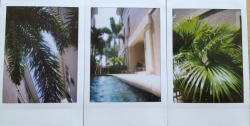 e-l-e-p-h-a-n-t:  -swell:  my Polaroids 