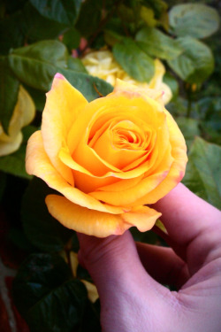 joeldumbledore:  Rose outside my window :)