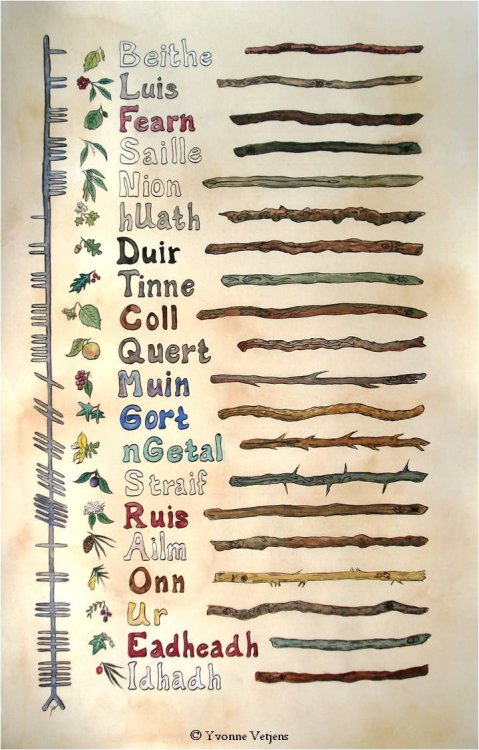 illumia-art:  An overview of the Ogham alphabet. Watercolors and ink on paper, 37 x 59 cm. Click on the pic to go to my article about this early medieval Irish alphabet, and what it has to do with trees. (sounds random, right?) Original and prints for