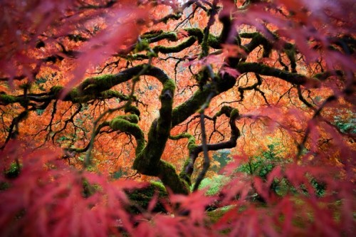 Photo and caption by Fred An  This is the great Japanese maple tree in the Portland Japanese Gardens