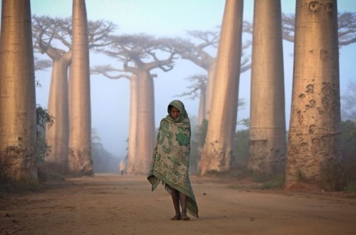 Photo and caption by Ken Thorne Near the city of Morondava, on the West coast of Madagascar lies an