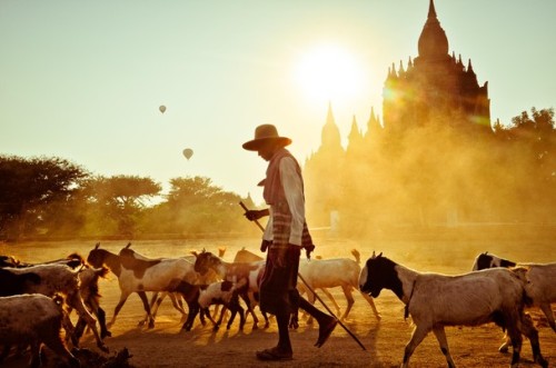 Photo and caption by Peter DeMarco
“More than 2,000 Buddhist temples and pagodas fill the plains of Bagan. Once the capital of the Pagan Empire, farmers now raise their livestock within the centuries old complex. The best way to see Bagan, apart from...