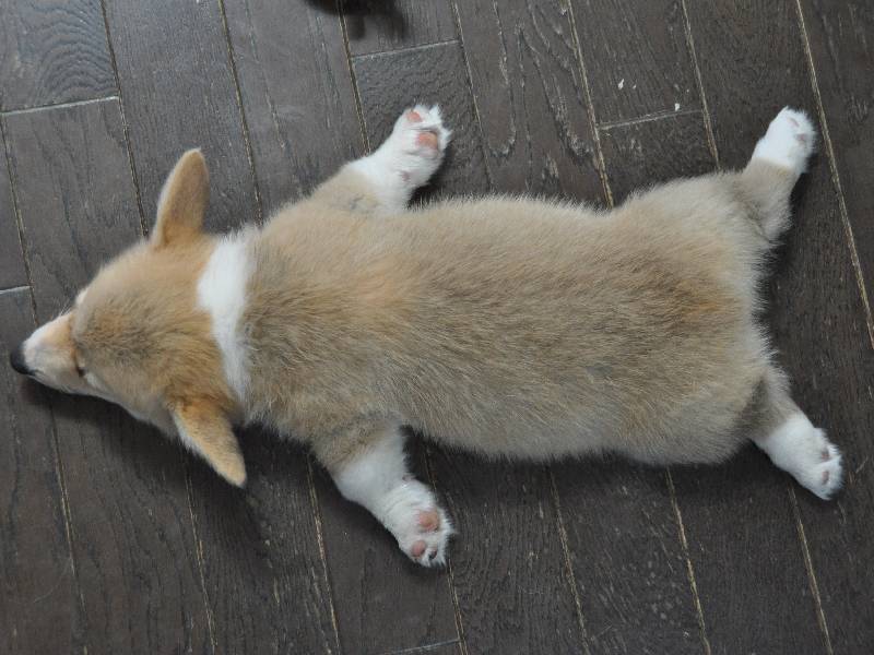 corgiaddict:  This is the best series of corgi puppies sleeping in the history of