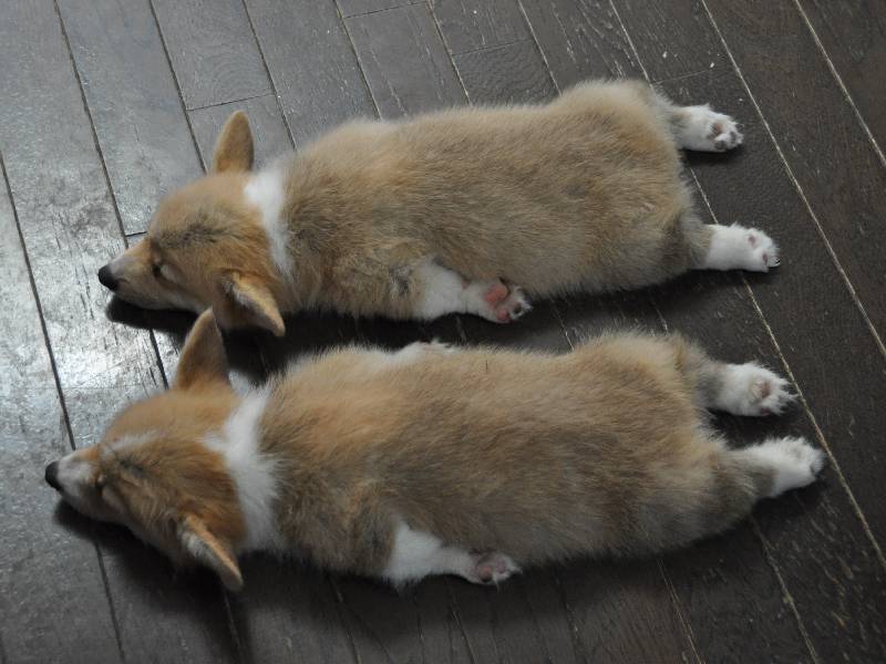 corgiaddict:  This is the best series of corgi puppies sleeping in the history of