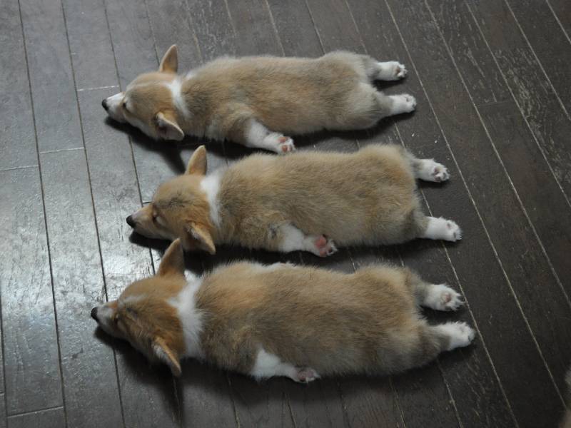 corgiaddict:  This is the best series of corgi puppies sleeping in the history of