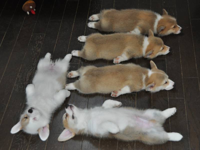 corgiaddict:  This is the best series of corgi puppies sleeping in the history of