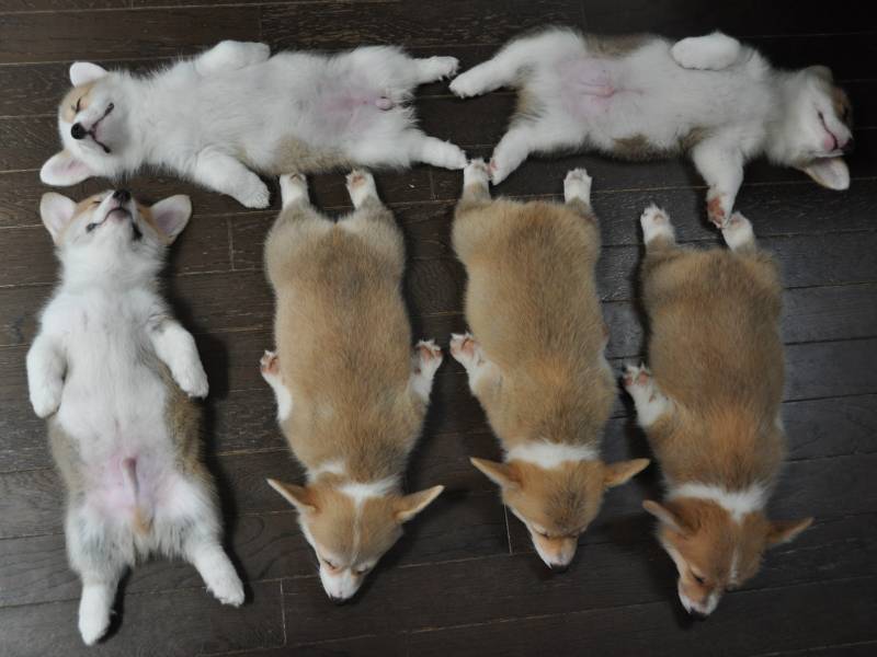 corgiaddict:  This is the best series of corgi puppies sleeping in the history of