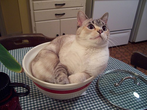 kellyvivanco: Place small cat in bowl and cover. When cat has doubled in size, let it stare at you. Place cat on inconvenient surface and gently knead. That’s how cats work, right? 
