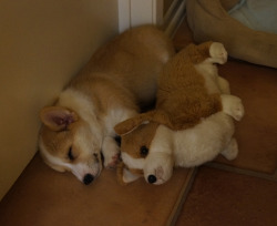 corgnelius:  spooning buddies 