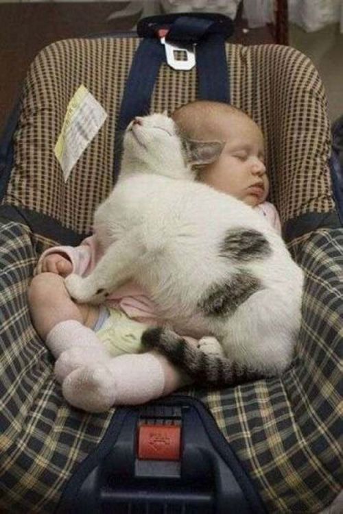 petapeta:Младенцы и кошки (24 фото)