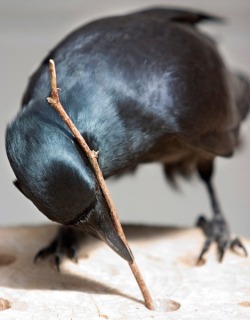 veganlove:  Called “feathered apes” for their simian like smarts, crows use tools, understand physics, and recognize themselves and humans. But new research suggests that the brainy birds may be even smarter than was previously thought. Given a complex