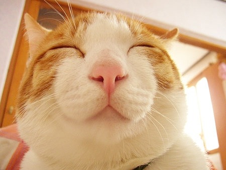 maido3:  Google 画像検索結果: http://image.space.rakuten.co.jp/lg01/92/0000134892/28/img2f0c8fa18xzim7.jpeg