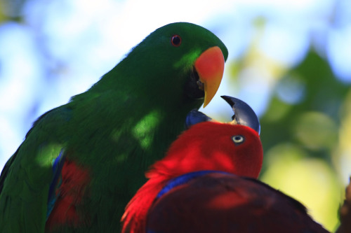 FEED MEEEEE Species: Eclectus parrot (Eclectus roratus) (Source)
