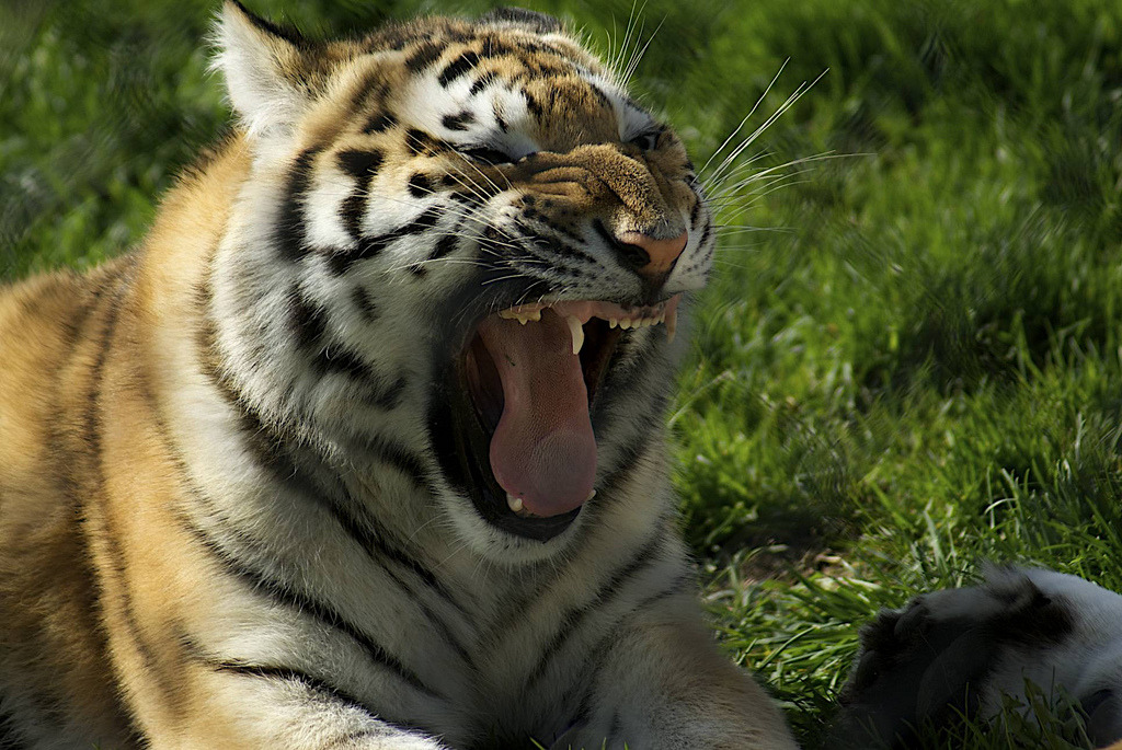 llbwwb:  oxygen,for my Tiger Lovers;)  (by conwest_john)