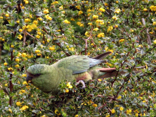 Browsing around. Species: Austral conure (Enicognathus ferrugineus) (Source)