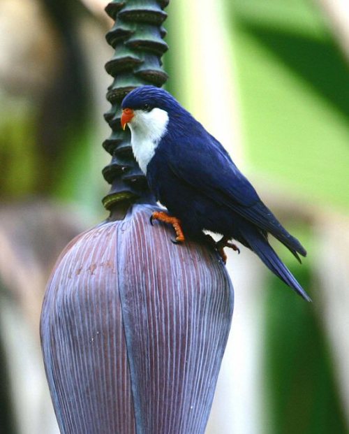 Oh you know, just hanging around. Species: Blue lorikeet (Vini peruviana) By Phil Bender(Source)