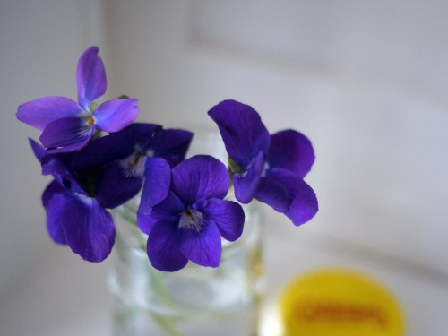 Violets